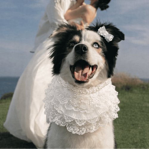 Juliette – Lace Dog Dress | Elegant Formal Style