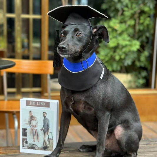 Valedictory – Red, Blue& Yellow Dog Graduation Gown & Cape | Elegant Outfit