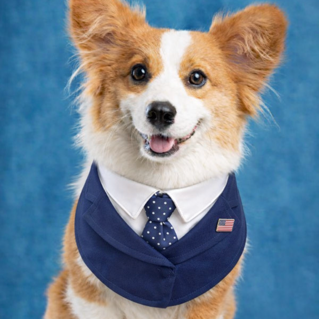 President – Red & Blue Tie Dog Suit | Formal Style