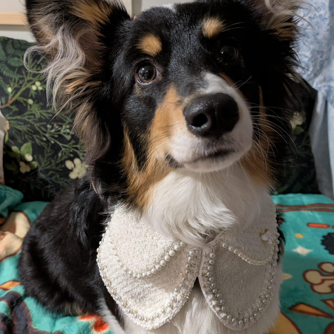 Jacqueline – Black & White Pearl Dog Jacket | Chic Formal Look